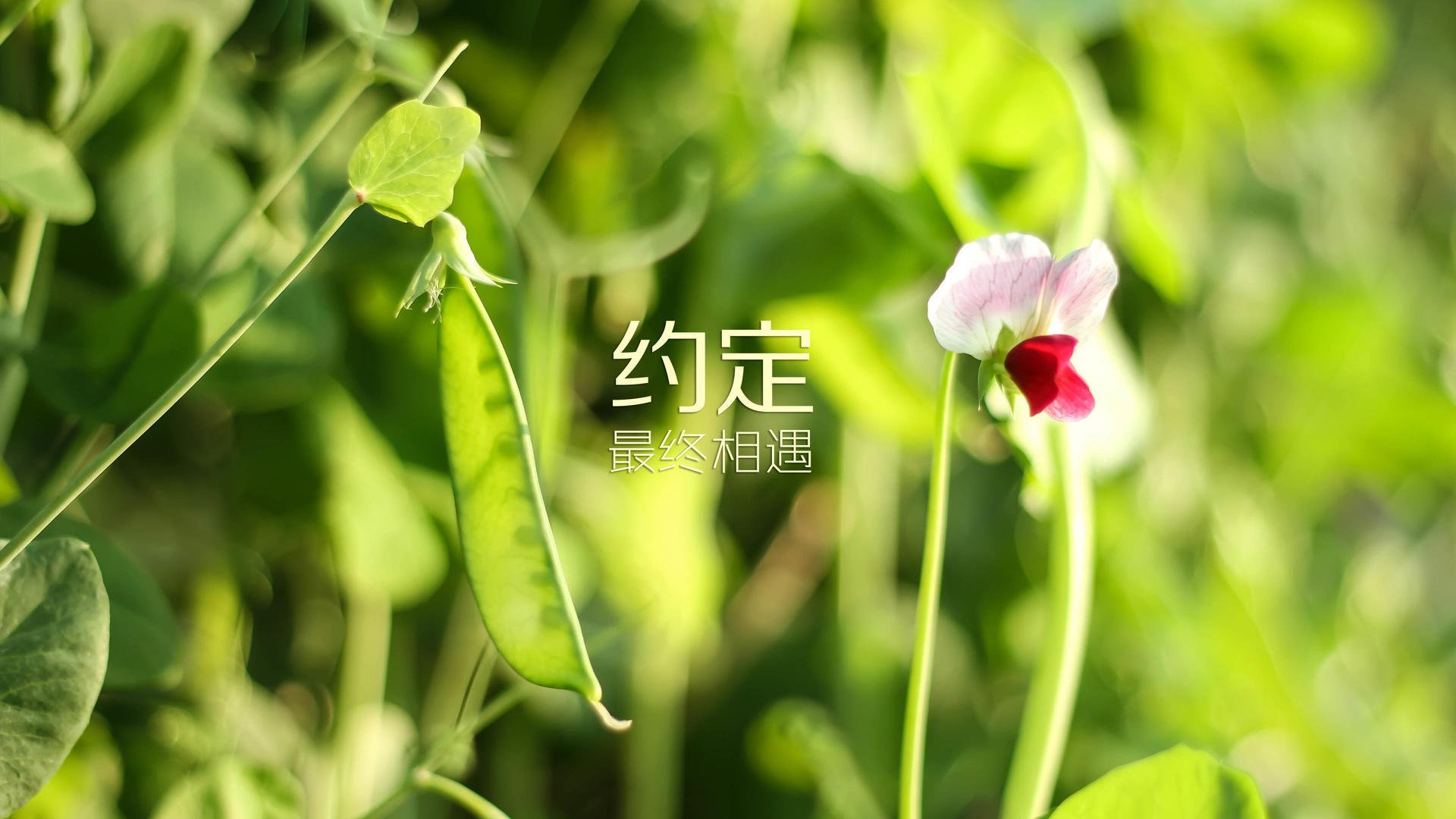 开云网站-美国反曲弓女队在世界大学生射箭锦标赛中获得银牌，美国hoyt formula rx的反曲弓