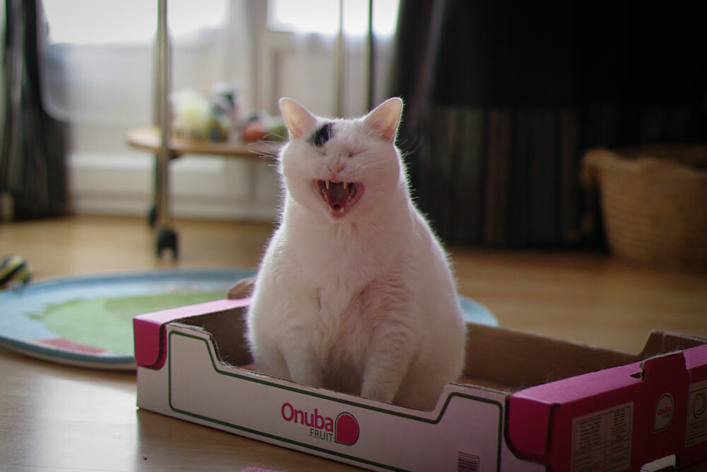 开云中国大陆-西班牙青年队在欧洲青年赛事中表现出色，未来可期